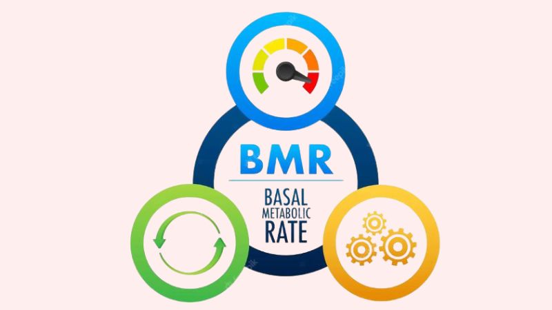 BMR Là Gì? Giải Thích Chi Tiết Tỷ Lệ Trao Đổi Chất Cơ Bản